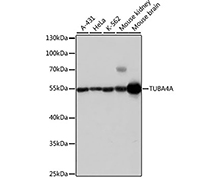 α-Tubulin Rabbit Polyclonal Antibody(α-Tubulin 兔多抗)(AF5012)