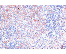 GAPDH Mouse Monoclonal Antibody(GAPDH 小鼠单抗)(AF5009)