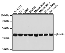 β-Actin Rabbit Monoclonal Antibody(β-Actin 兔单抗)(AF5003)