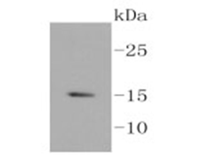 Histone H3.3 Rabbit mAb(Histone H3.3兔单抗)(AF1813)