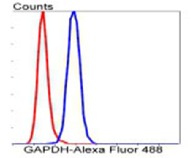 GAPDH Rabbit mAb(GAPDH兔单抗)(AF1186)