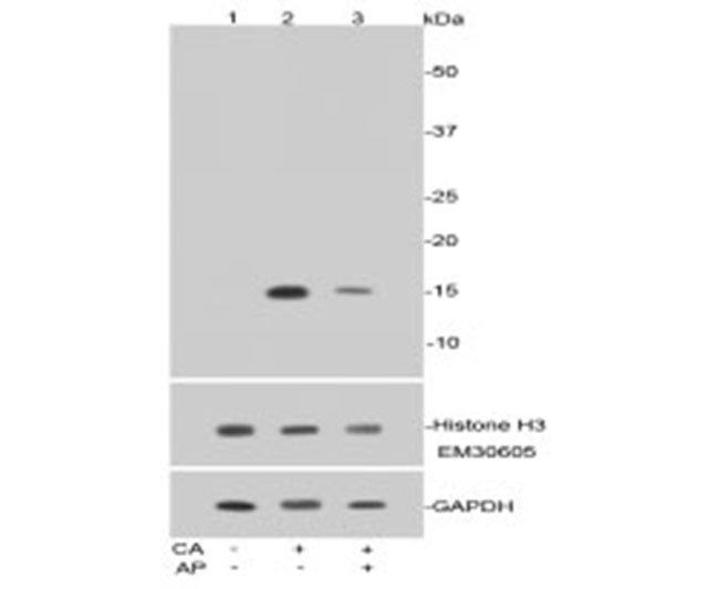 Phospho-Histone H3 (Ser10) Rabbit mAb(p-Histone H3(S10)兔单抗)(AF1180)