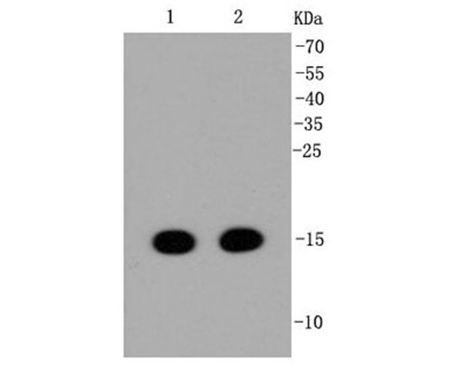 Mono-Methyl-Histone H3(Lys36) Rabbit mAb(Histone H3K36me兔单抗)(AF1153)