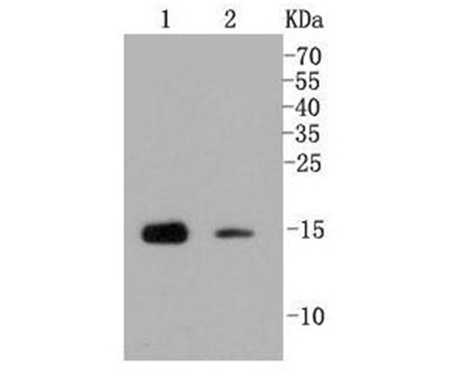 Mono/Di-Methyl-Histone H3 (Lys79) Rabbit mAb(H3K79me1/2兔单抗)(AF1144)