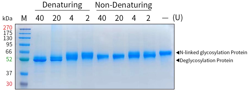 PNGase F去糖基化试剂盒(P2318M)