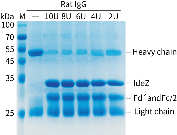 IdeZ Protease (IgG-specific)(免疫球蛋白特异性IdeZ蛋白酶)(P2526L)