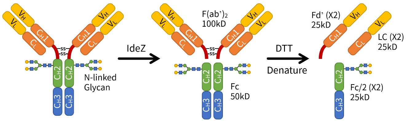 IdeZ Protease (IgG-specific)(免疫球蛋白特异性IdeZ蛋白酶)(P2526M)