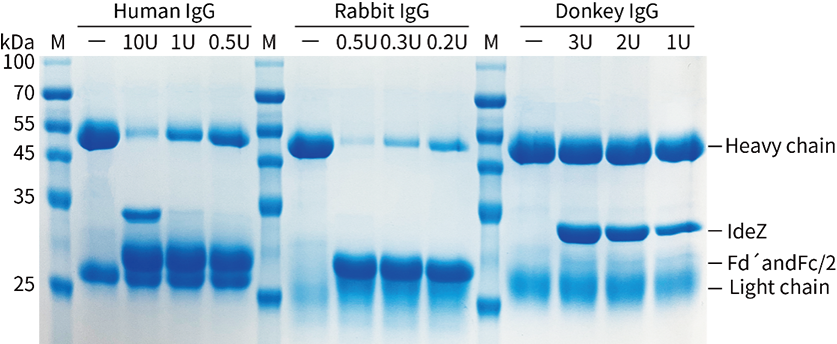 IdeZ Protease (IgG-specific)(免疫球蛋白特异性IdeZ蛋白酶)(P2526M)