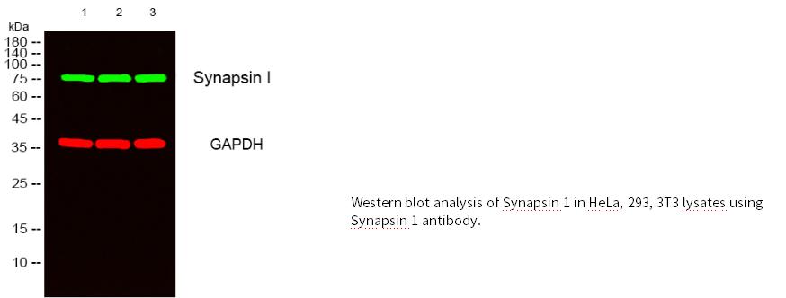 Synapsin 1兔多克隆抗体 Synapsin 1 Rabbit pAb(兔多抗)