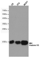 Histone-H3小鼠单克隆抗体 Histone-H3 Mouse mAb