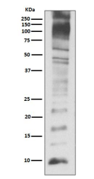 泛素兔多克隆抗体 Ubiquitin Rabbit pAb