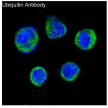 泛素兔多克隆抗体 Ubiquitin Rabbit pAb