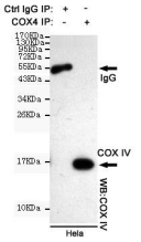 COXIV鼠单克隆抗体 COXIV Mouse mAb