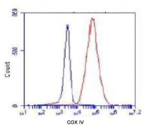 COXIV鼠单克隆抗体 COXIV Mouse mAb