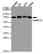 Lamin A/C小鼠单克隆抗体 Lamin A/C Mouse mAb
