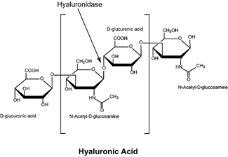 Hyaluronidase透明质酸酶 玻璃糖醛酸酶