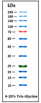 三色预染蛋白质分子量标准(10-245 kDa) 即用型预染蛋白质|GoldBand 3-color High Range Protein Marker