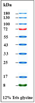 GoldBand三色预染蛋白marker(8-180 kDa)|GoldBand 3-color Regular Range Protein Marker(8-180kDa)