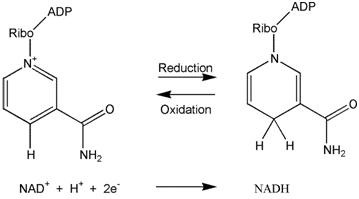 NAD氧化型辅酶I β-NAD+脱氢酶辅酶|β-Nicotinamide-adenine dinucleotide|CAS 53-84-9