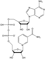 NAD氧化型辅酶I β-NAD+脱氢酶辅酶|β-Nicotinamide-adenine dinucleotide|CAS 53-84-9