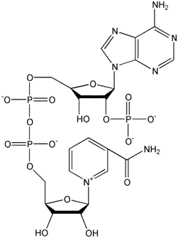 NADP•Na2氧化型辅酶II二钠 核苷酸类辅酶|β-NADP·Na2|CAS 24292-60-2