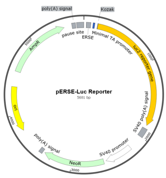 ERSE-Luc荧光素酶报告基因质粒(ERSE Luciferase Reporter Plasmid)