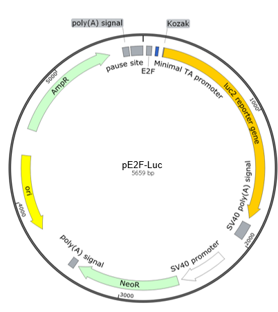 E2F-Luc荧光素酶报告基因质粒(E2F Luciferase Reporter Plasmid)