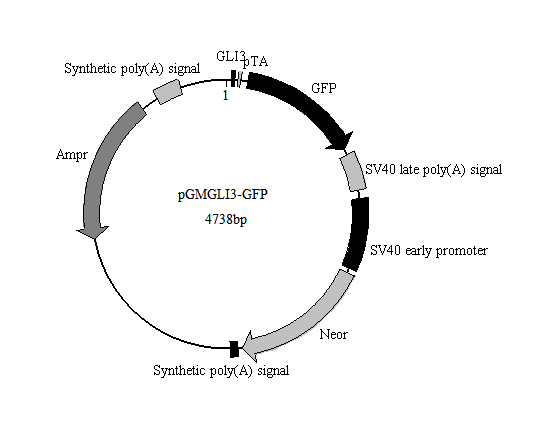 GLI3-GFP报告基因质粒(GLI3 GFP Reporter Plasmid)