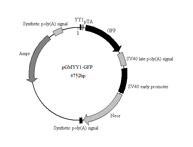 YY1-GFP报告基因质粒(YY1 GFP Reporter Plasmid)