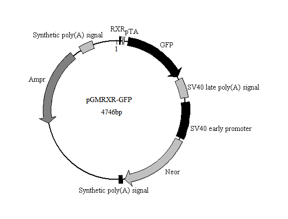 RXR-GFP报告基因质粒(RXR GFP Reporter Plasmid)