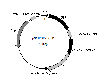 RORα2-GFP报告基因质粒(RORα2 GFP Reporter Plasmid)