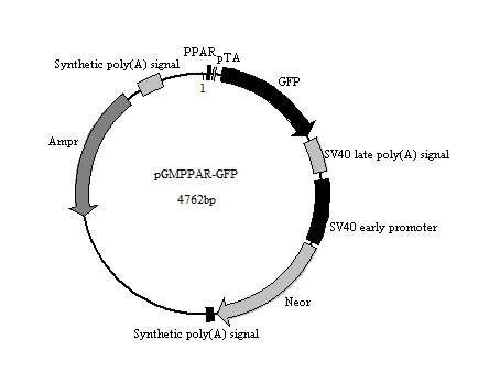 PPAR-GFP报告基因质粒(PPAR GFP Reporter Plasmid)