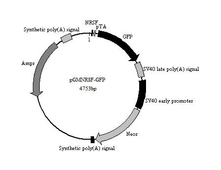 NRSF-GFP报告基因质粒(NRSF(Neuron-Restrictive Silencer Factor) GFP Reporter Plasmid)