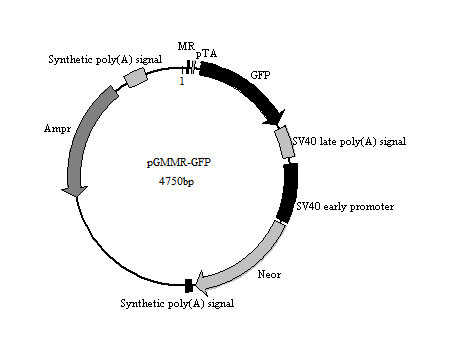 MR-GFP报告基因质粒(MR(Mineralocorticoid Receptor) GFP Reporter Plasmid)