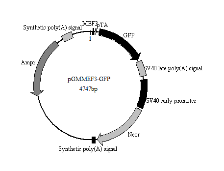 MEF3-GFP报告基因质粒(MEF3 GFP Reporter Plasmid)