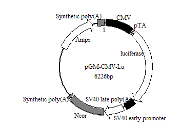 pGM-CMV-Luc荧光素酶报告基因质粒阳性对照(pGM-CMV Luciferase Reporter Plasmid)