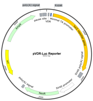 VDR-Luc荧光素酶报告基因质粒(VDR(Vitamin D Receptor) Luciferase Reporter Plasmid)