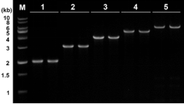 PCR Master Mix高保真酶预混液 2×高保真DNA聚合酶预混合溶液
