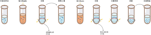 DNA分选磁珠(完美替代AMPure XP磁珠)|Hieff NGS® DNA Selection Beads