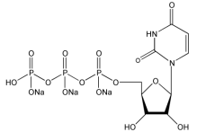 UTP Solution尿苷三磷酸溶液(100mM) UTP三磷酸尿苷溶液