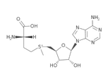 S-腺苷甲硫氨酸(SAM)(32mM)|S-adenosylmethionine(SAM)