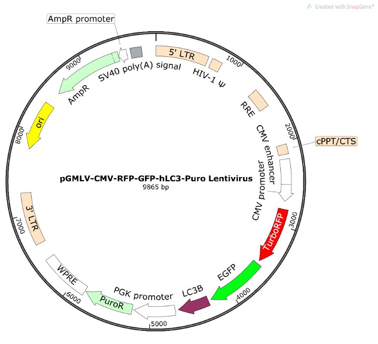 pGMLV-CMV-RFP-GFP-hLC3-Puro Lentivirus