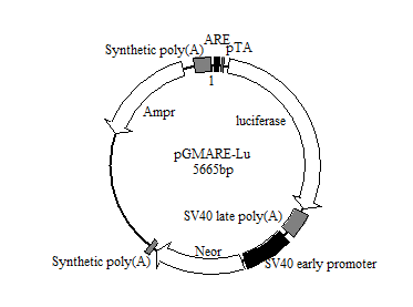 ARE-Luc荧光素酶报告基因质粒(ARE Luciferase Reporter Plasmid)