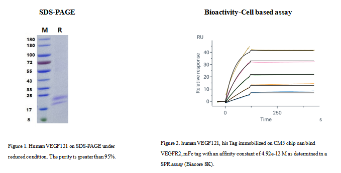Human VEGF121 重组人血管内皮生长因子121(人VEGF121)