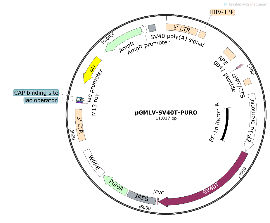 pGMLV-SV40T-PURO Lentivirus