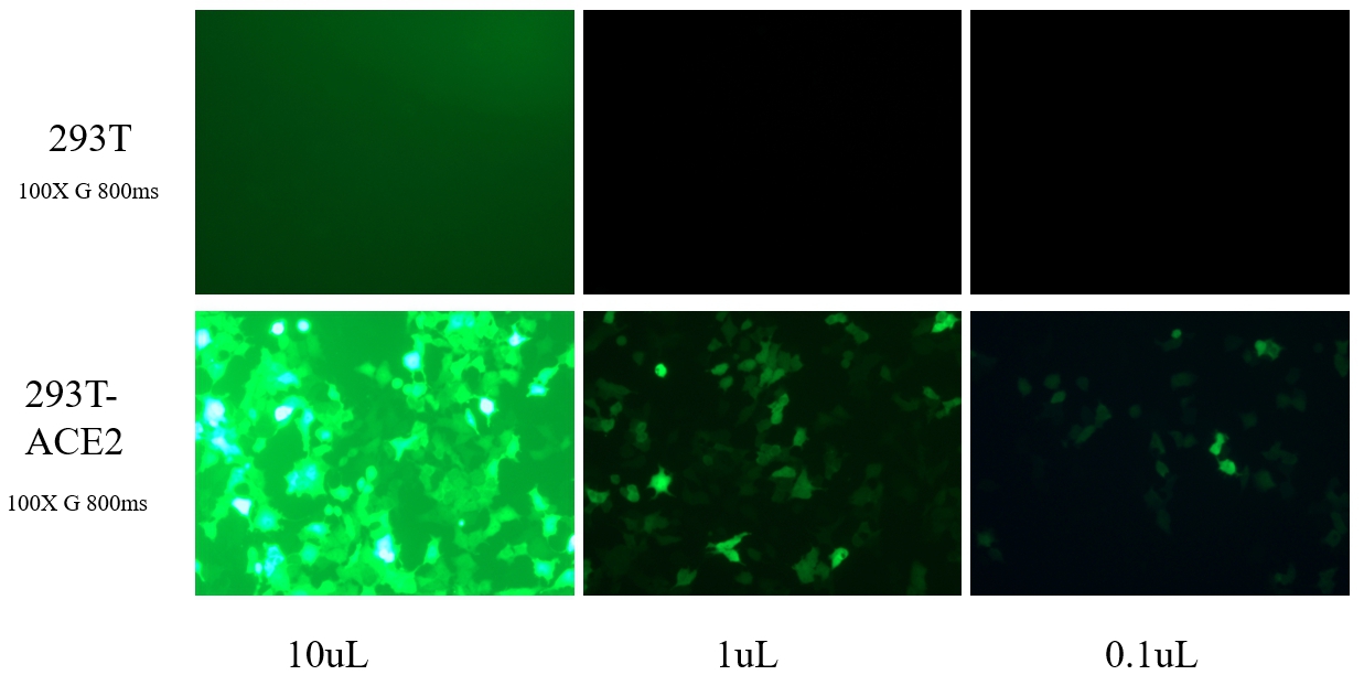 2019-nCOV-S蛋白假病毒|COVID-19-Spike Protein Pseudovirus