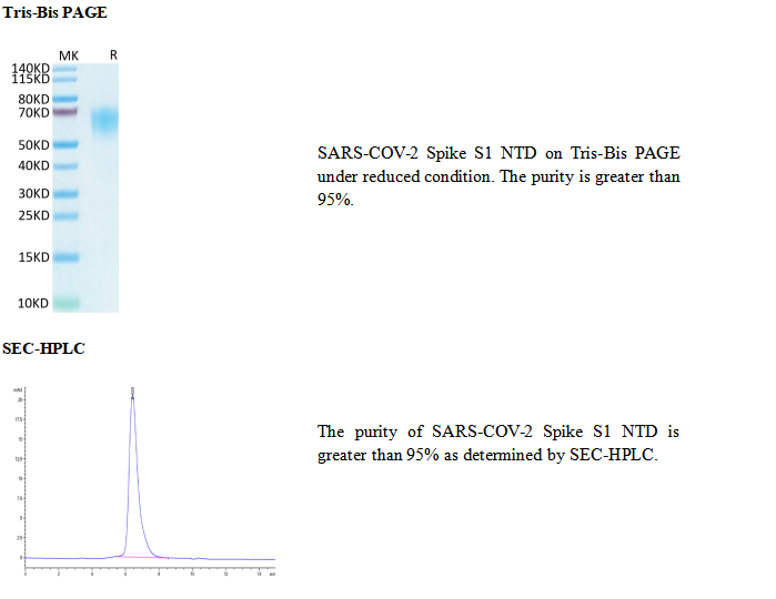 重组SARS-COV-2刺突S1-NTD(His-Flag标签)