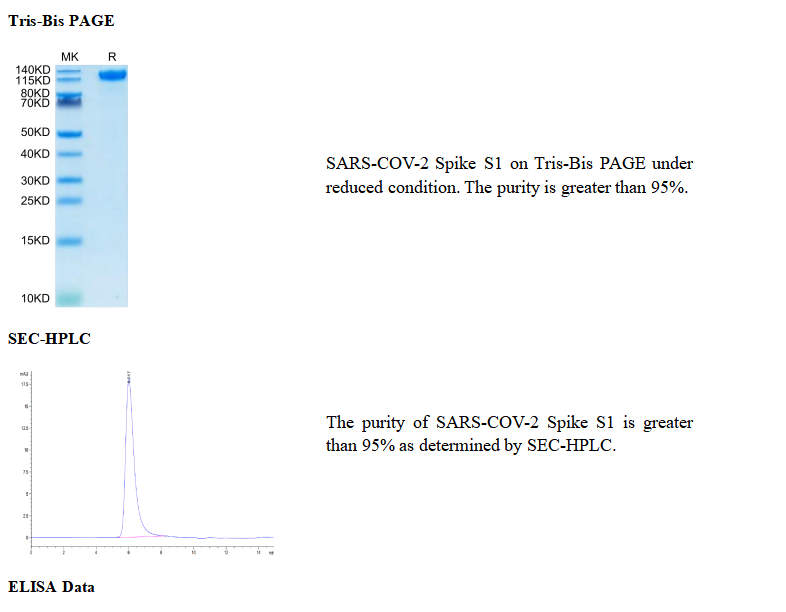 重组SARS-COV-2刺突S1(His标签) SARS-CoV-2刺突蛋白