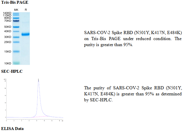 重组SARS-COV-2刺突RBD(N501Y/K417N/E484K)(His标签)