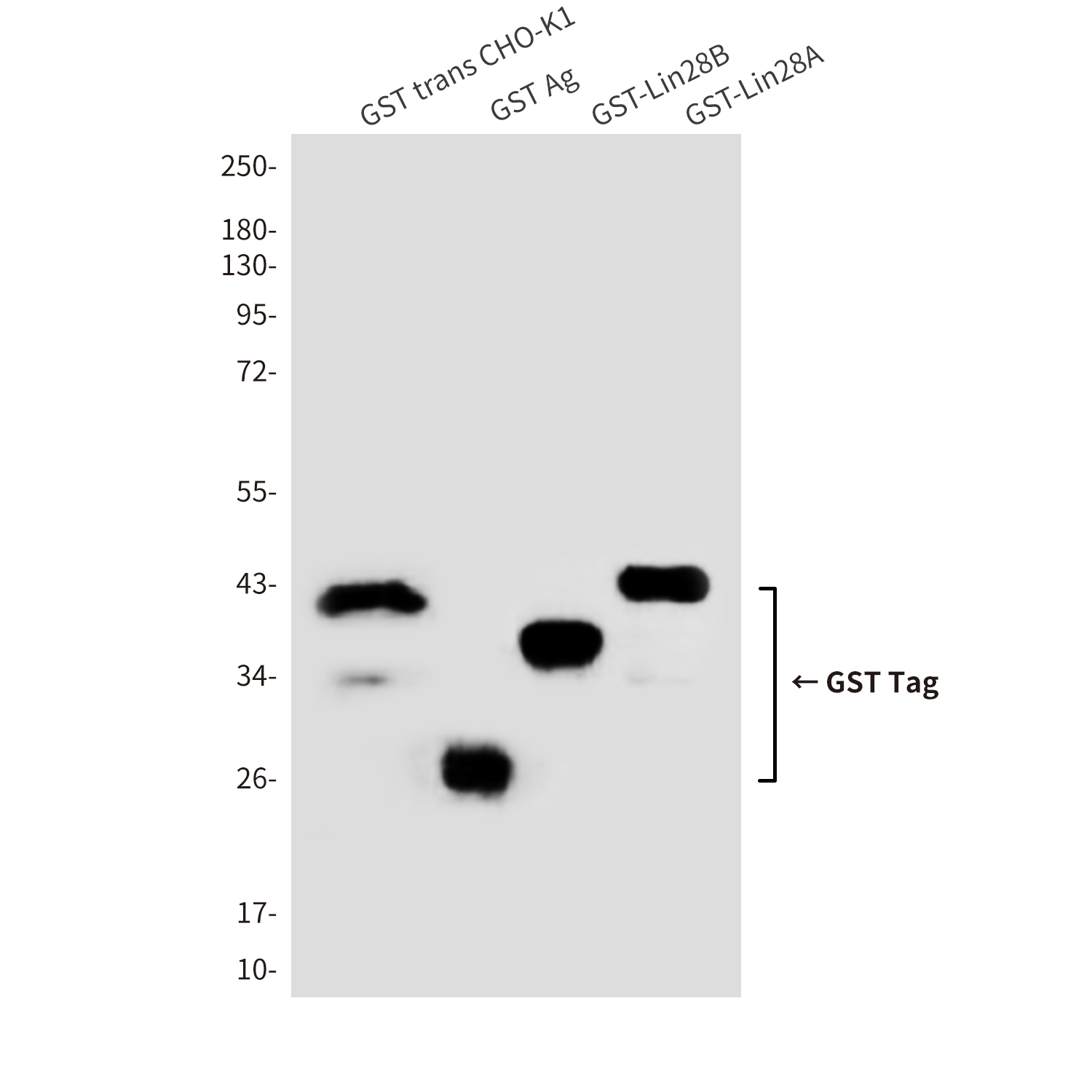 兔抗GST-tag多克隆抗体|GST-tag,Rabbit pAb